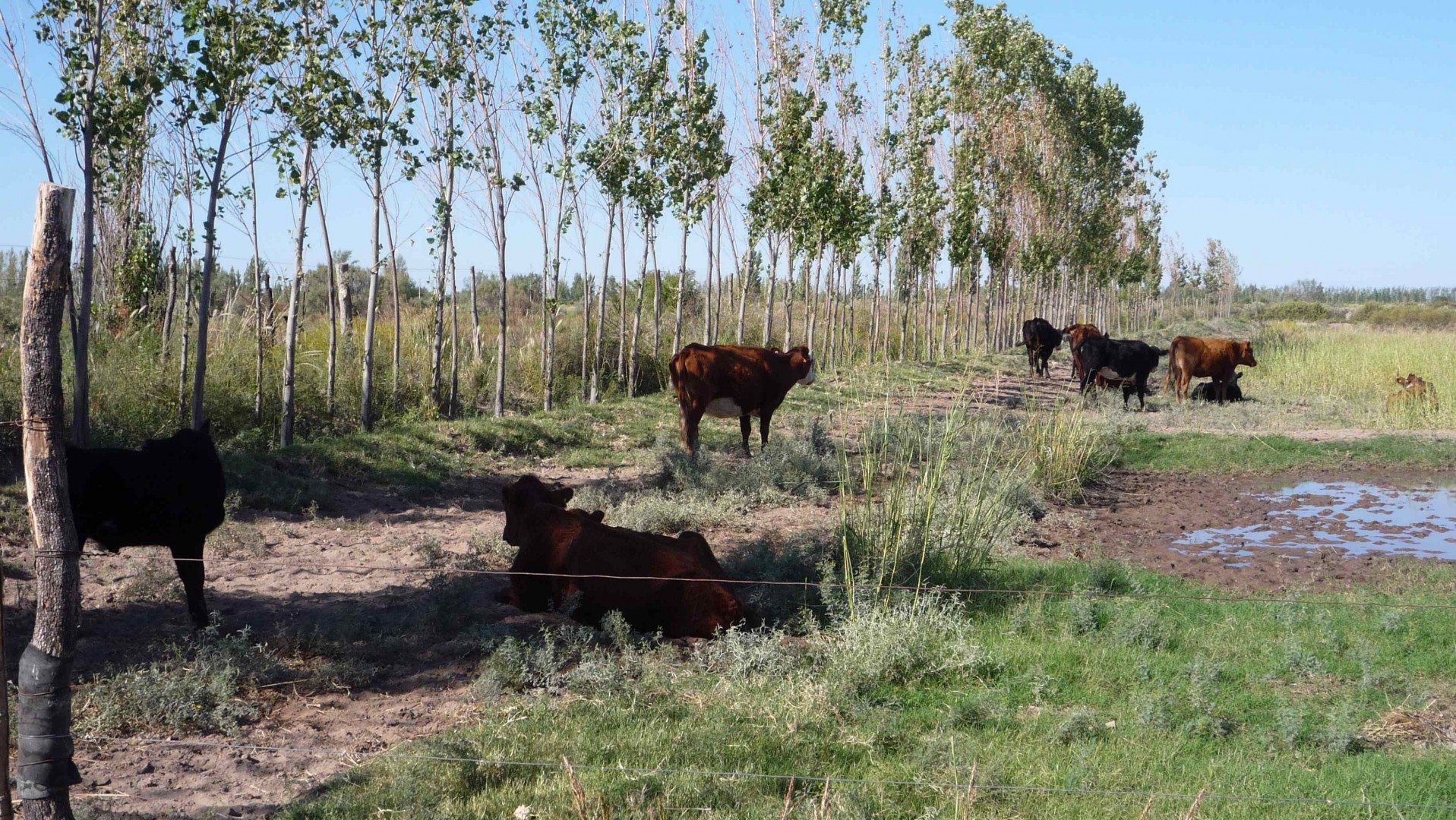 Campo  en Venta en Calle Leiva S/n, Las Catitas, Mendoza - Bahía Blanca Propiedades | SITIO OFICIAL l
