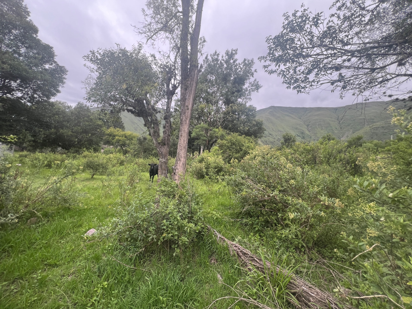 Terreno en Venta en Barcena,  Tumbaya - Jujuy - Bahía Blanca Propiedades | SITIO OFICIAL l
