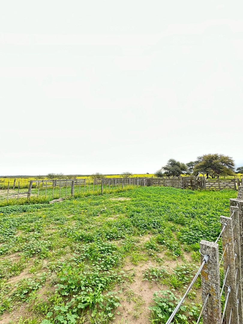 Campo  en Venta   Medanos - Bahía Blanca Propiedades | SITIO OFICIAL l