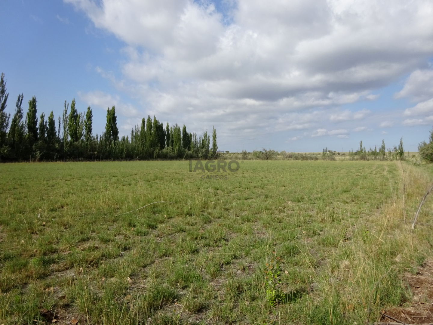 Campo  en Venta en Ruta Nacional 22,  Rio Colorado - Bahía Blanca Propiedades | SITIO OFICIAL l