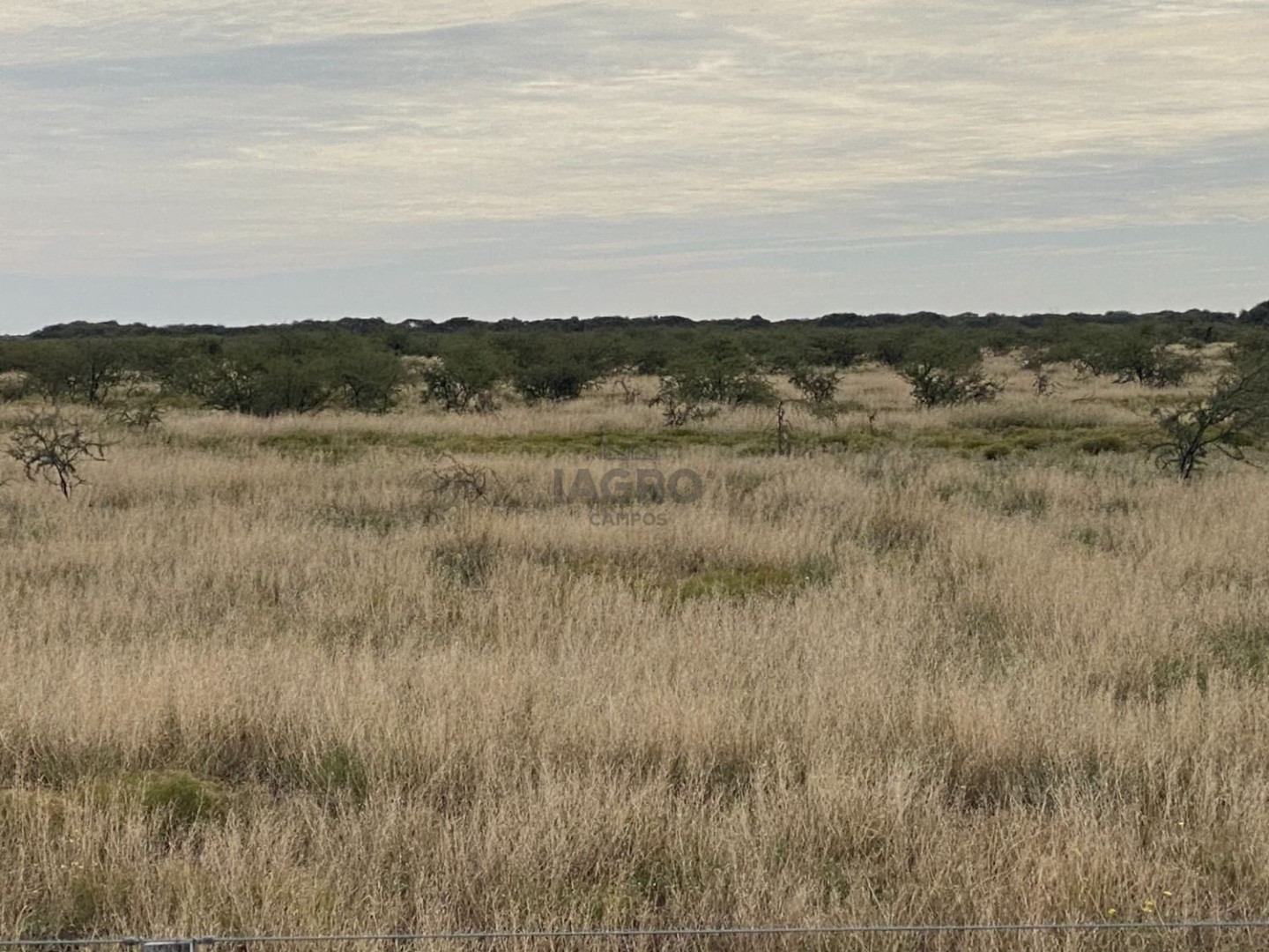 Campo  en Venta en Puan,  Puan - Bahía Blanca Propiedades | SITIO OFICIAL l