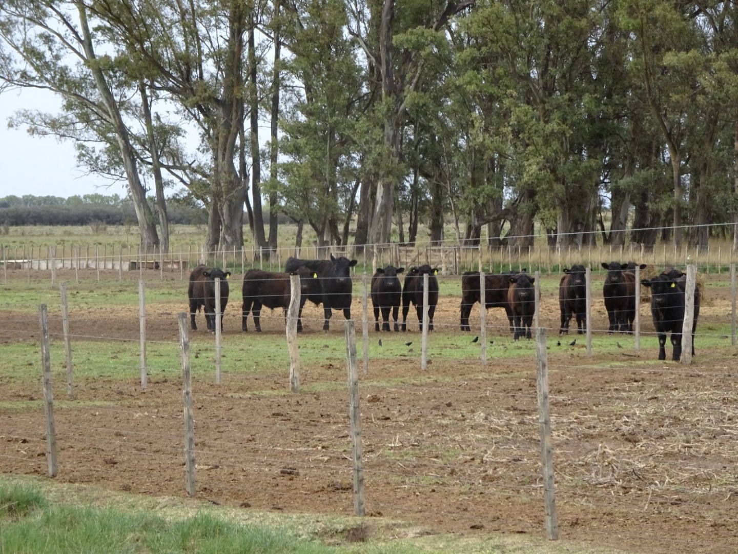 Campo  en Venta en Partido De Villarino ,  Villarino - Bahía Blanca Propiedades | SITIO OFICIAL l