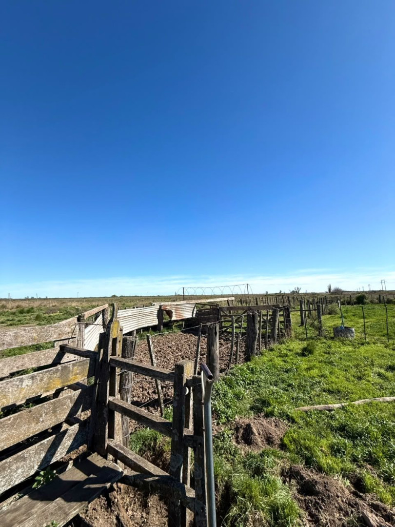 Campo  en Venta   Juan A. Pradere - Bahía Blanca Propiedades | SITIO OFICIAL l