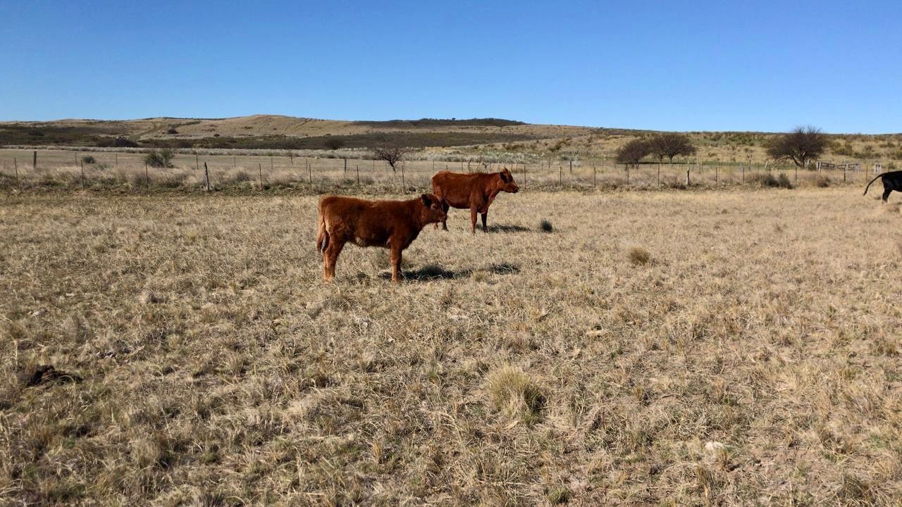 Campo  en Venta   Algarrobo - Bahía Blanca Propiedades | SITIO OFICIAL l