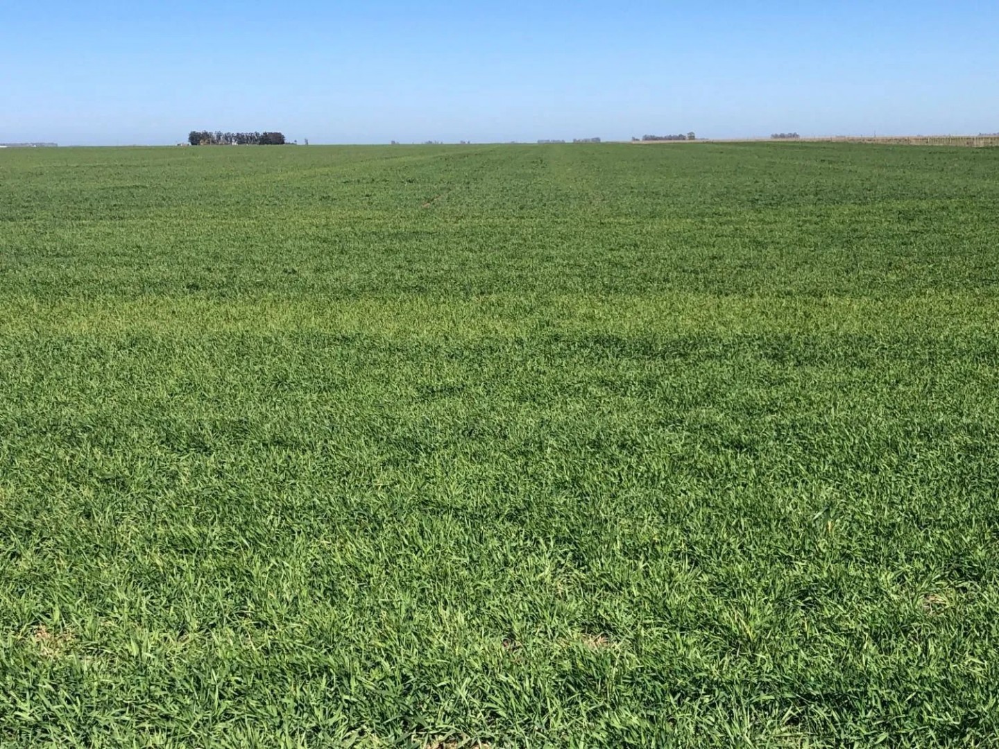Campo  en Venta en Tres Arroyos ,  Tres Arroyos - Bahía Blanca Propiedades | SITIO OFICIAL l