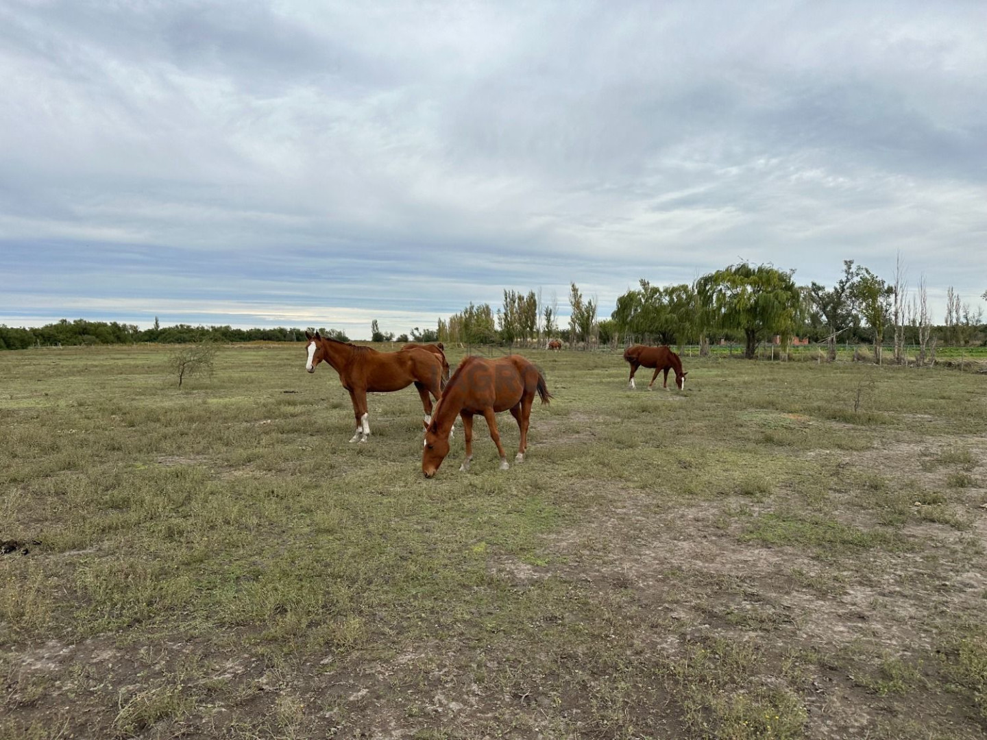 Campo  en Venta en Ruta 3,  Bahía Blanca - Bahía Blanca Propiedades | SITIO OFICIAL l