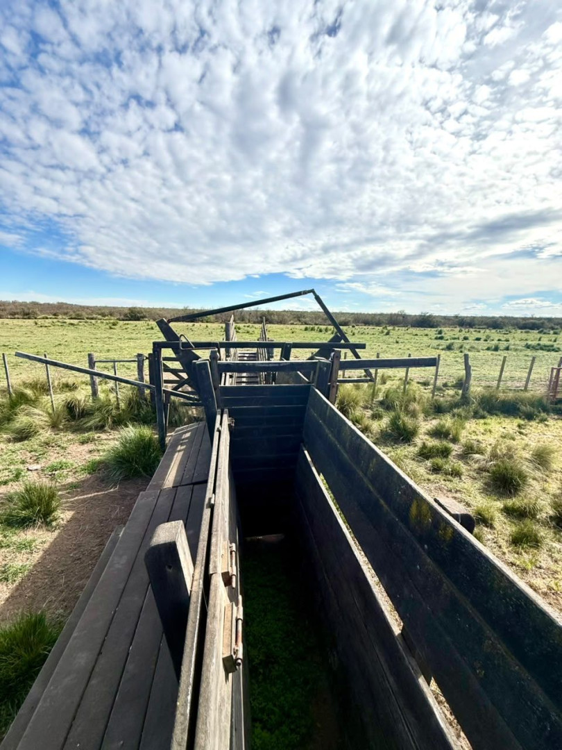 Campo  en Venta   Villalonga - Bahía Blanca Propiedades | SITIO OFICIAL l
