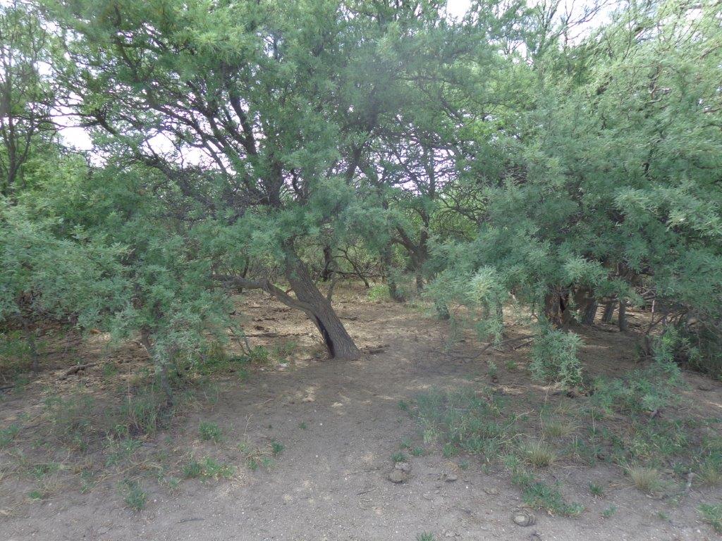 Campo  en Venta en Algarrobo Buenos Aires,  Algarrobo - Bahía Blanca Propiedades | SITIO OFICIAL l