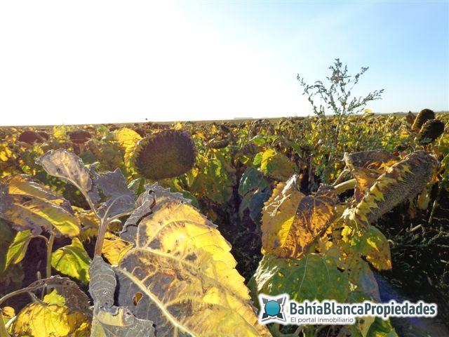 Campo  en Alquiler en Realico - La Pampa,  Realic&oacute; (La Pampa) - Bahía Blanca Propiedades | SITIO OFICIAL l