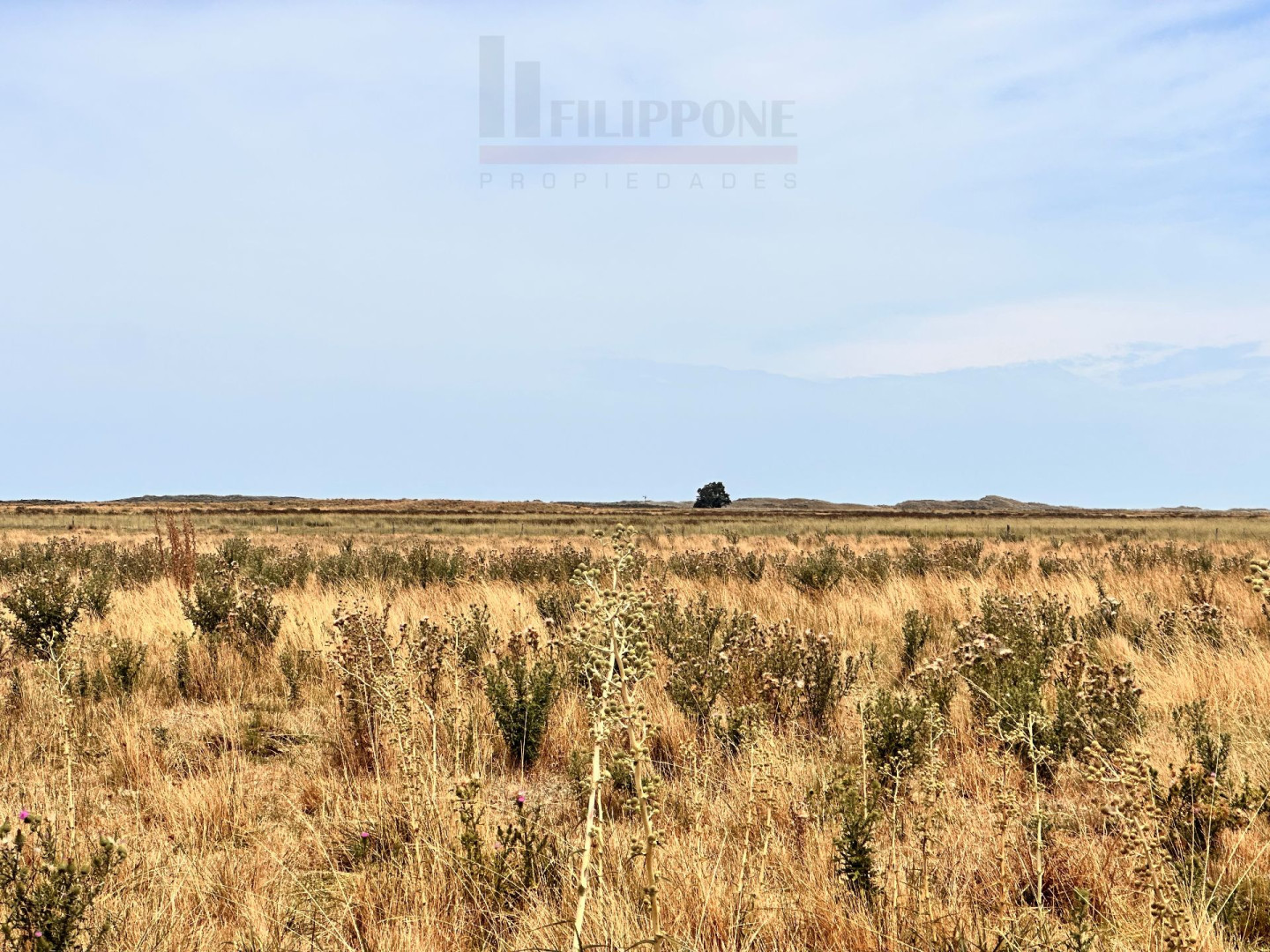 Campo  en Venta   Coronel Dorrego - Bahía Blanca Propiedades | SITIO OFICIAL l