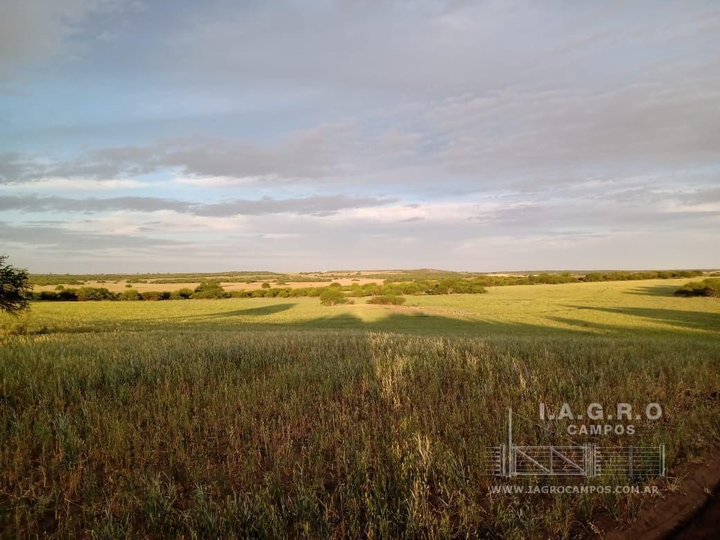 Campo  en Venta en Villarino,  Villarino - Bahía Blanca Propiedades | SITIO OFICIAL l