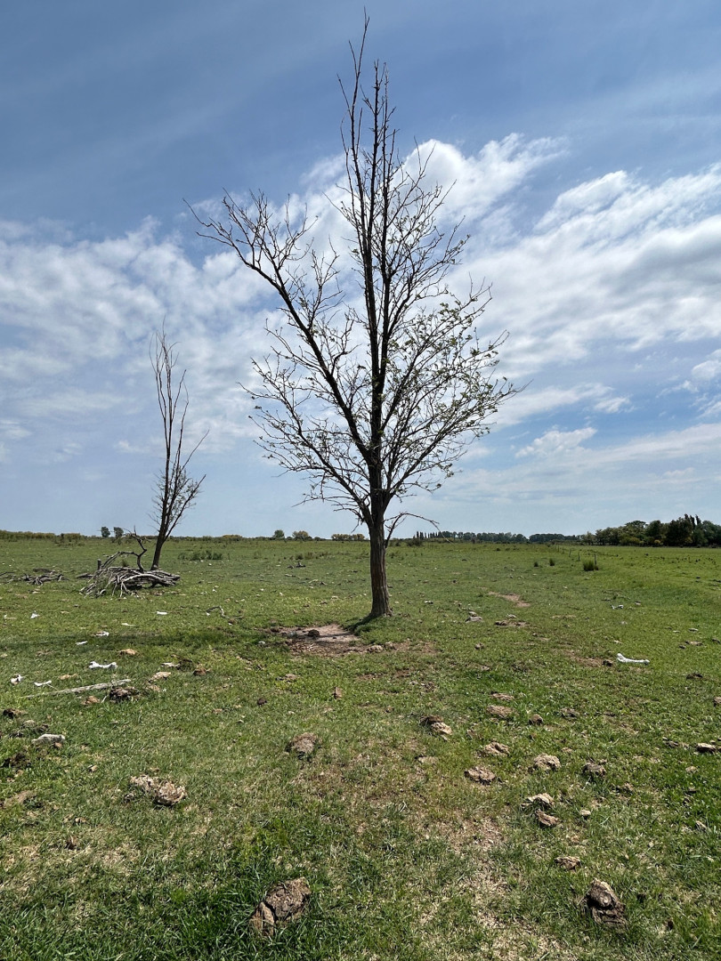 Campo  en Venta en Rio Mayor Buratovich,  Hilario Ascasubi - Bahía Blanca Propiedades | SITIO OFICIAL l