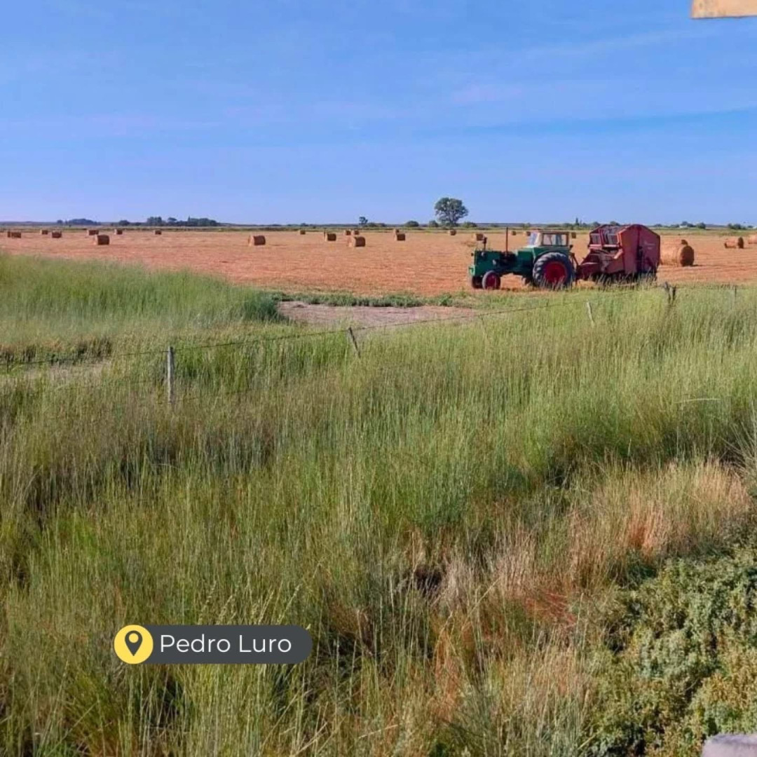 Campo  en Venta en  Colonia Bella Vista ,  Pedro Luro - Bahía Blanca Propiedades | SITIO OFICIAL l