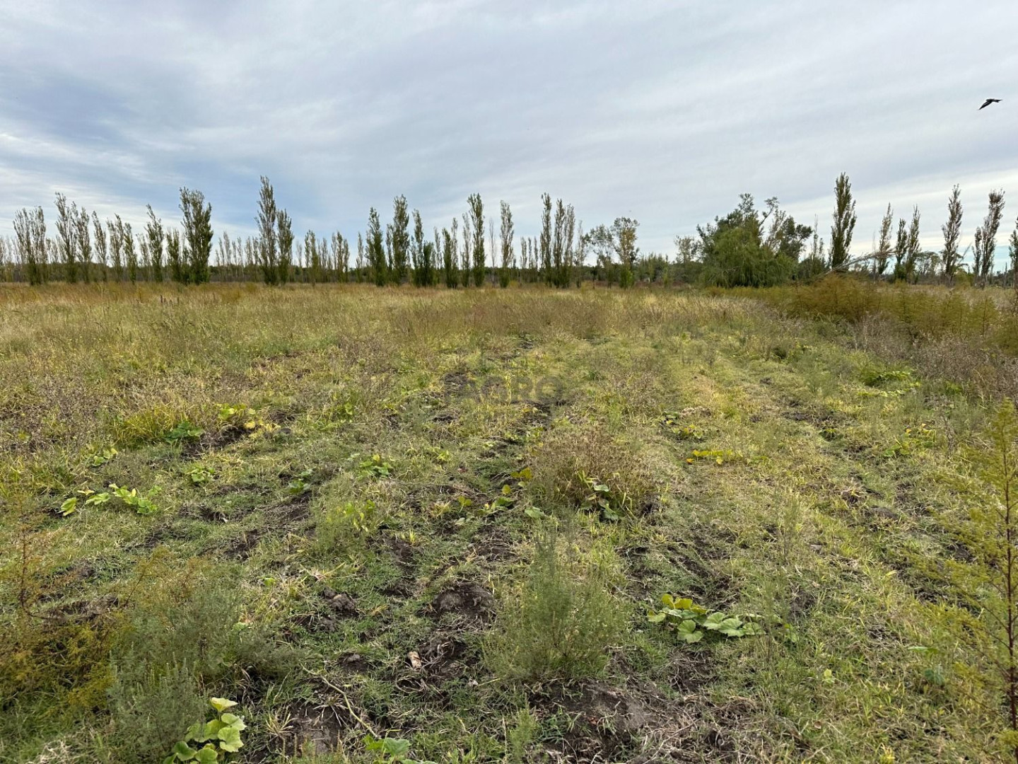 Campo  en Venta en Ruta 3,  Bahía Blanca - Bahía Blanca Propiedades | SITIO OFICIAL l