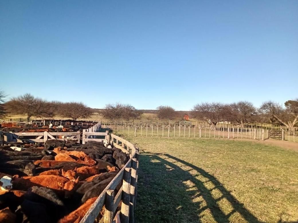 Campo  en Alquiler   Algarrobo - Bahía Blanca Propiedades | SITIO OFICIAL l