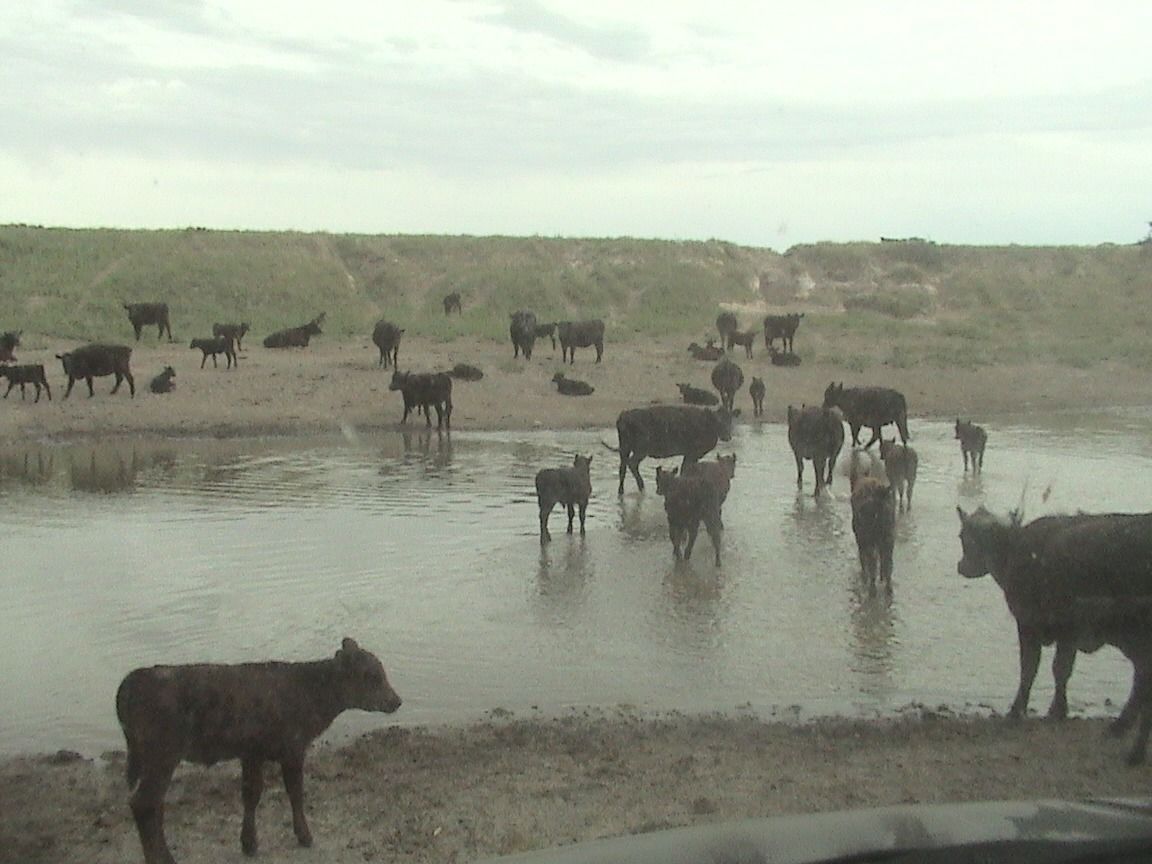 Campo  en Venta en Partido De Puan,  Puan - Bahía Blanca Propiedades | SITIO OFICIAL l