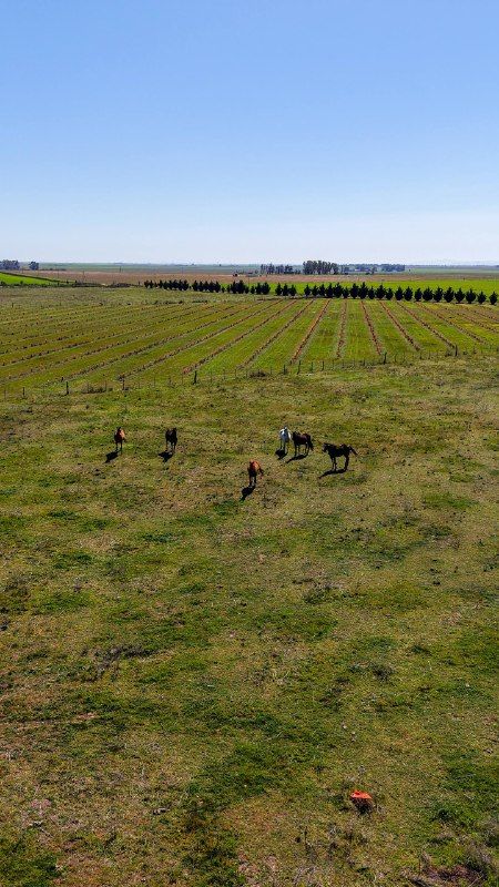 Campo  en Venta   Bahía Blanca - Bahía Blanca Propiedades | SITIO OFICIAL l