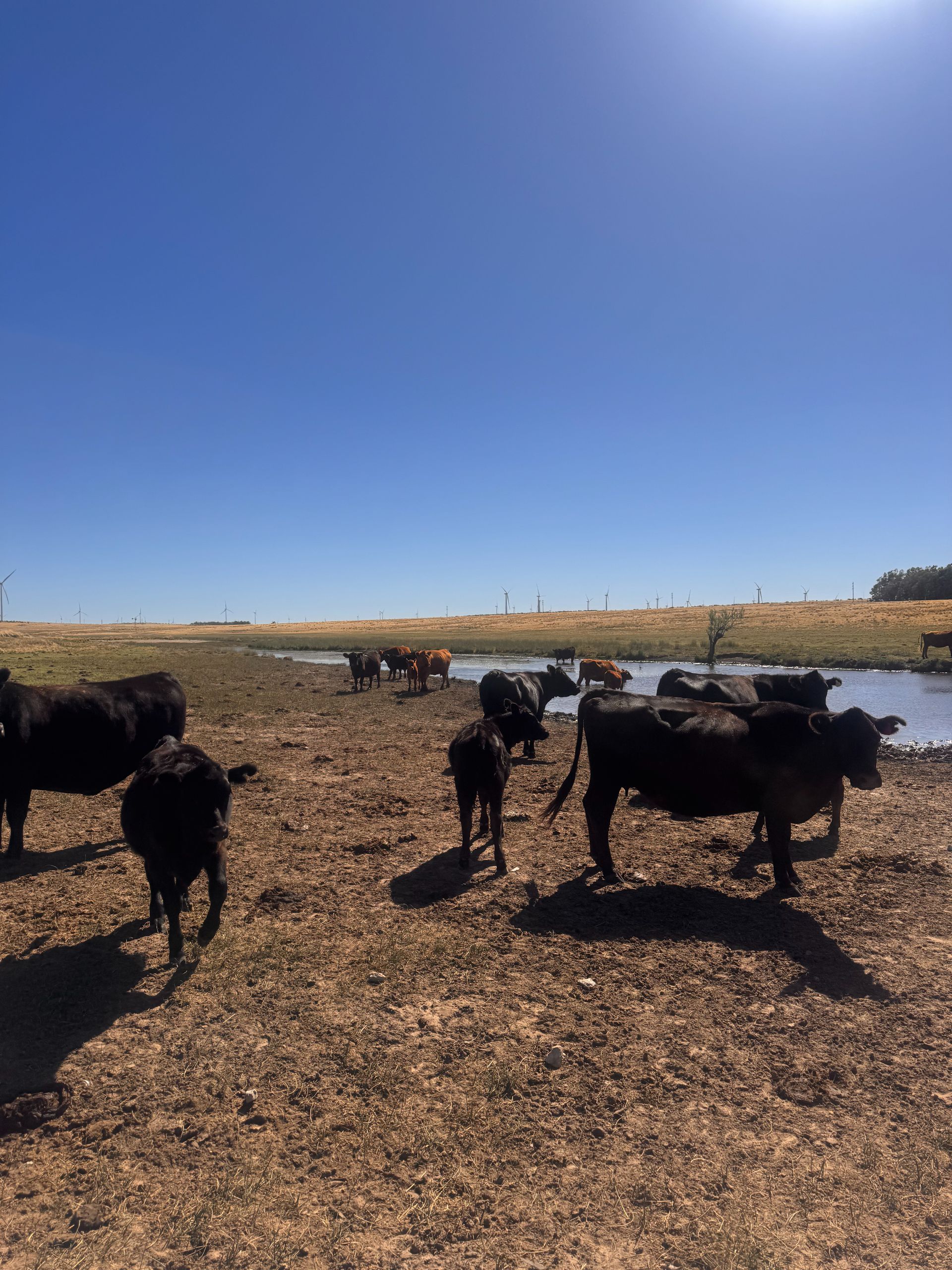 Campo  en Venta en RUTA 33 ,  Tornquist - Bahía Blanca Propiedades | SITIO OFICIAL l