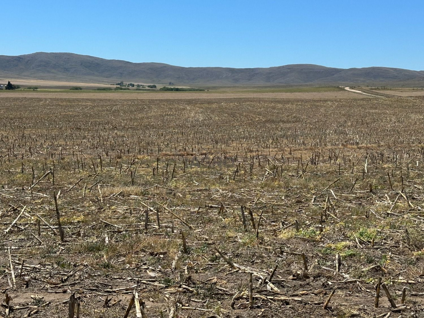 Campo  en Venta en Ruta 72,  Coronel Pringles - Bahía Blanca Propiedades | SITIO OFICIAL l
