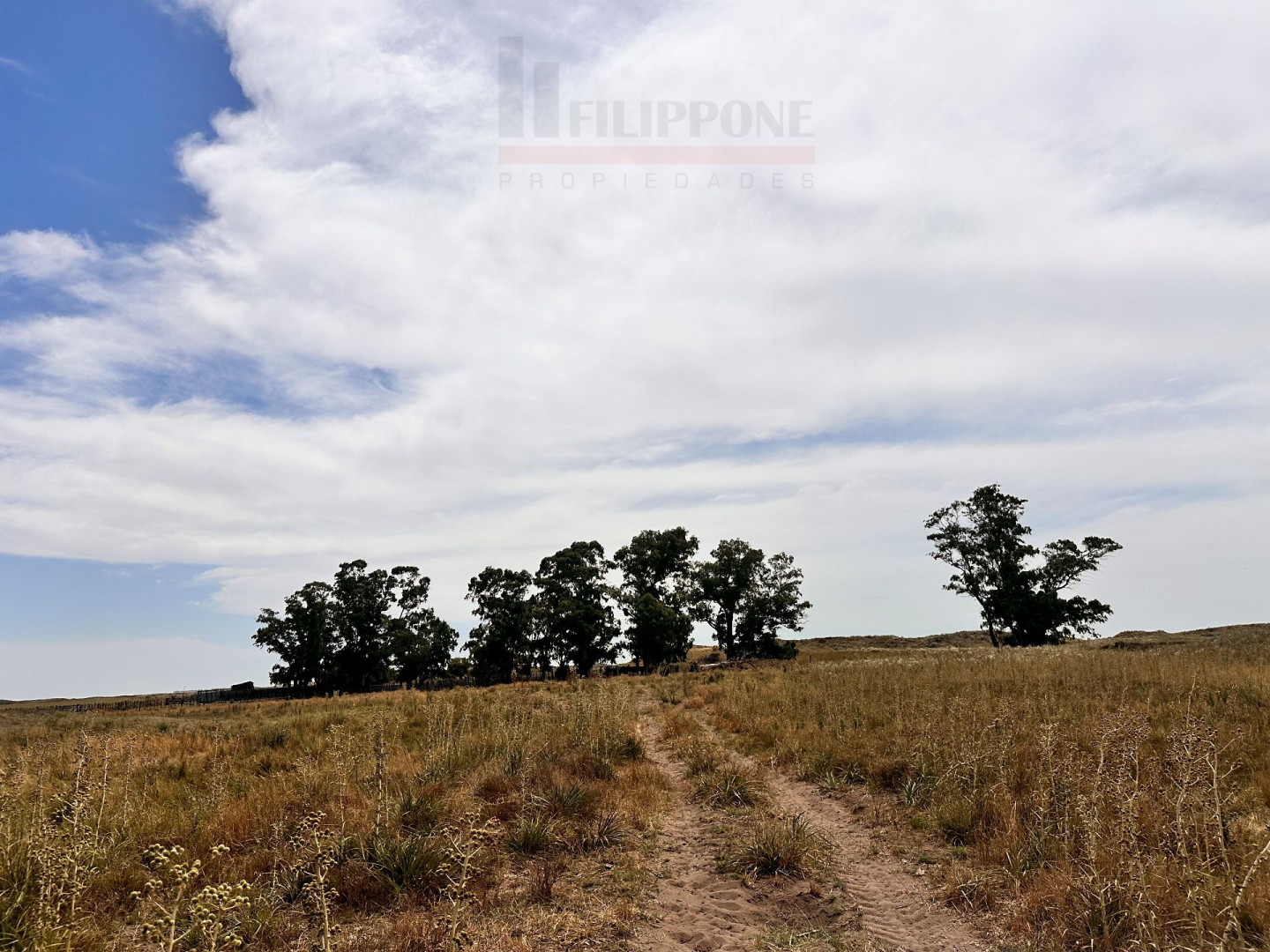 Campo  en Venta   Coronel Dorrego - Bahía Blanca Propiedades | SITIO OFICIAL l