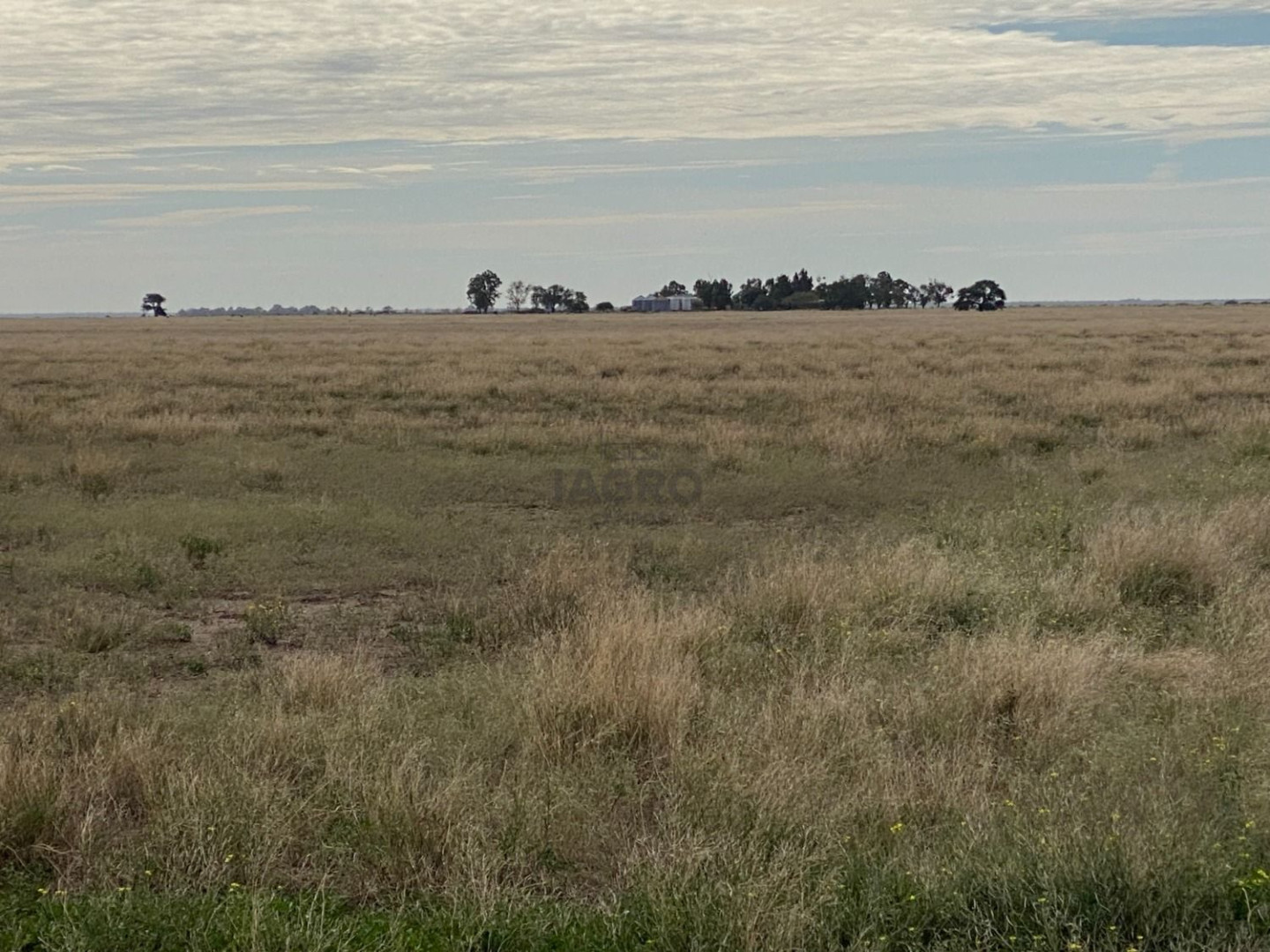 Campo  en Venta en Puan,  Puan - Bahía Blanca Propiedades | SITIO OFICIAL l