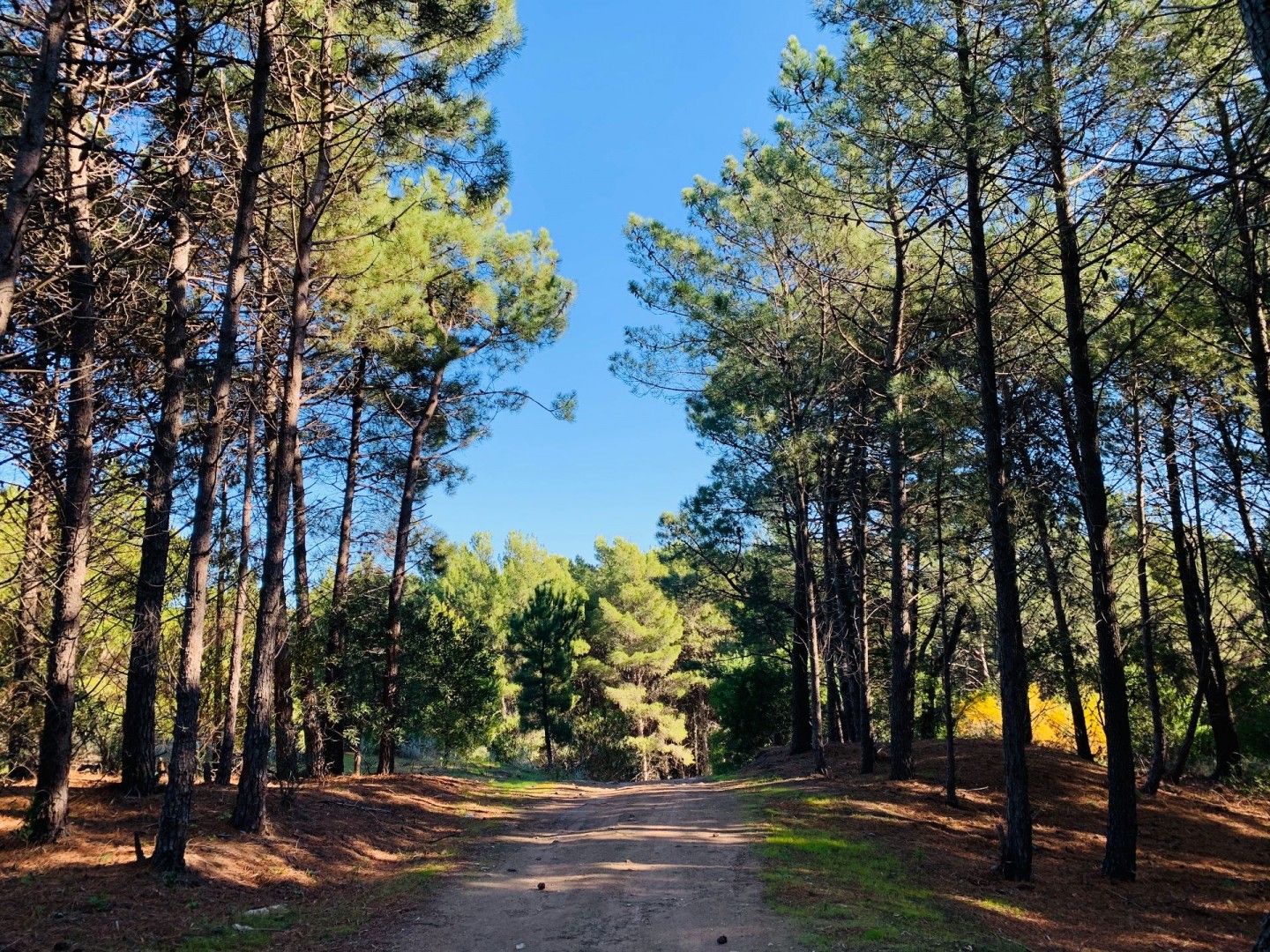 Terreno en Venta en Pinar Del Golf,  Monte Hermoso - Bahía Blanca Propiedades | SITIO OFICIAL l