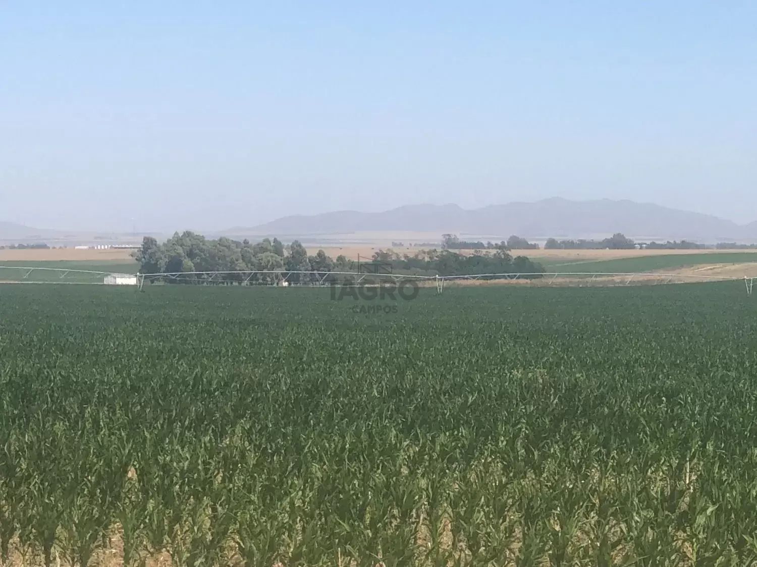 Campo  en Venta en Coronel Pringles,  Coronel Pringles - Bahía Blanca Propiedades | SITIO OFICIAL l