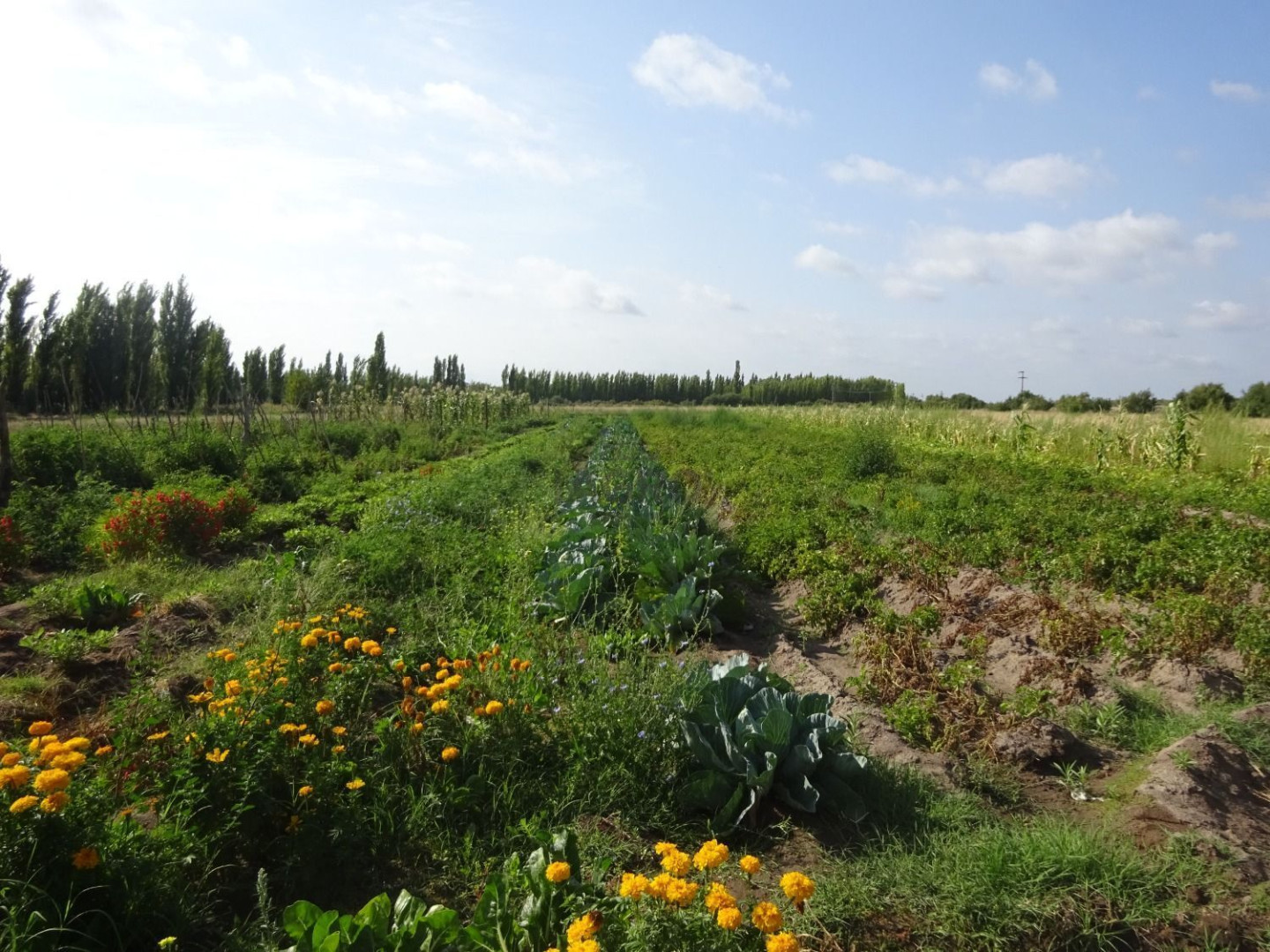Campo  en Venta en Ruta Nacional 22,  Rio Colorado - Bahía Blanca Propiedades | SITIO OFICIAL l