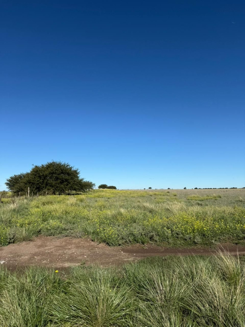Campo  en Venta en Ruta 22, Algarrobo, Villarino ,  Algarrobo - Bahía Blanca Propiedades | SITIO OFICIAL l