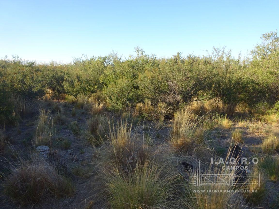 Campo  en Venta en Partido De Villarino,  Villarino - Bahía Blanca Propiedades | SITIO OFICIAL l