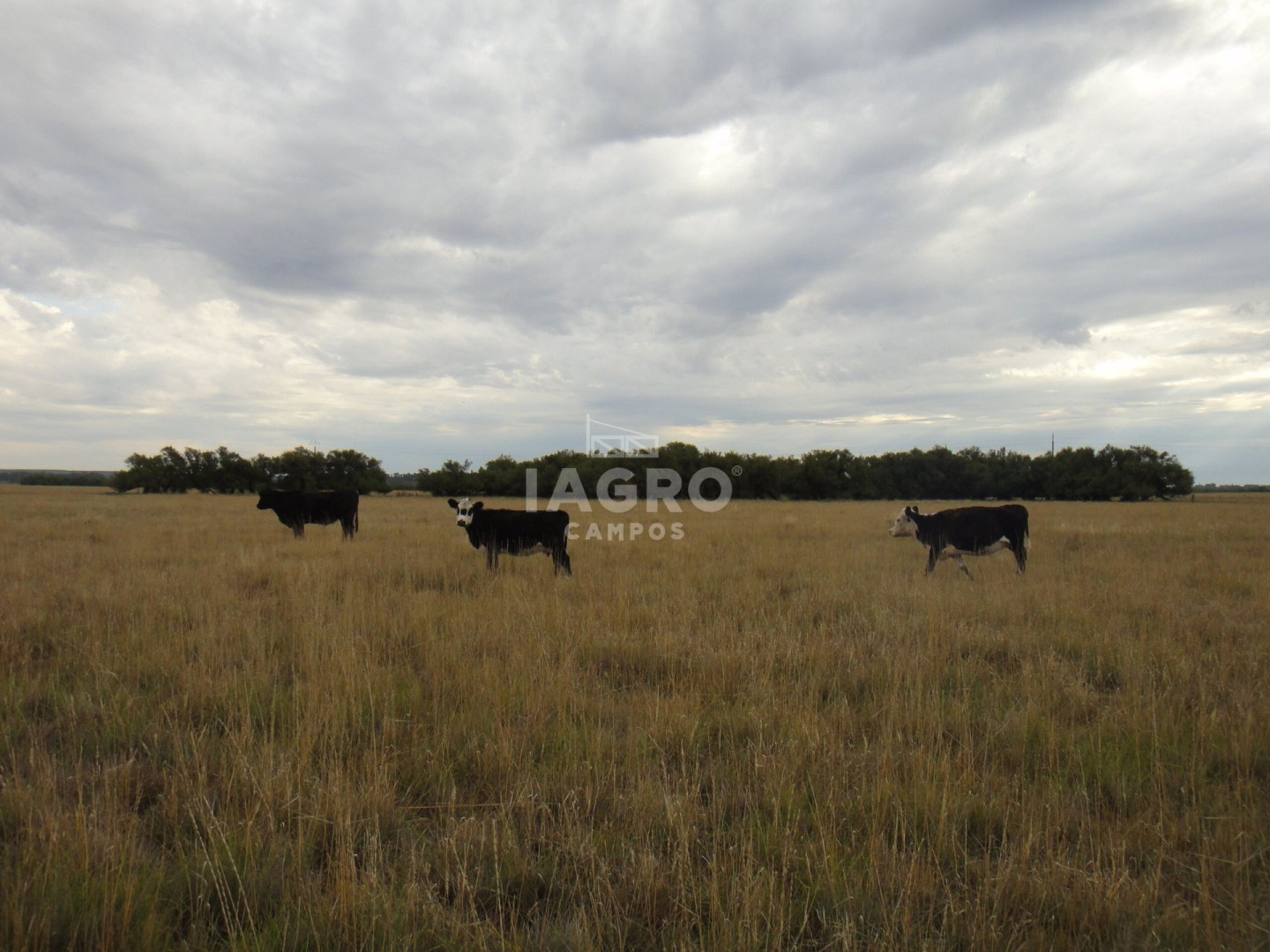 Campo  en Venta en Colonia La Merced,  Villarino - Bahía Blanca Propiedades | SITIO OFICIAL l