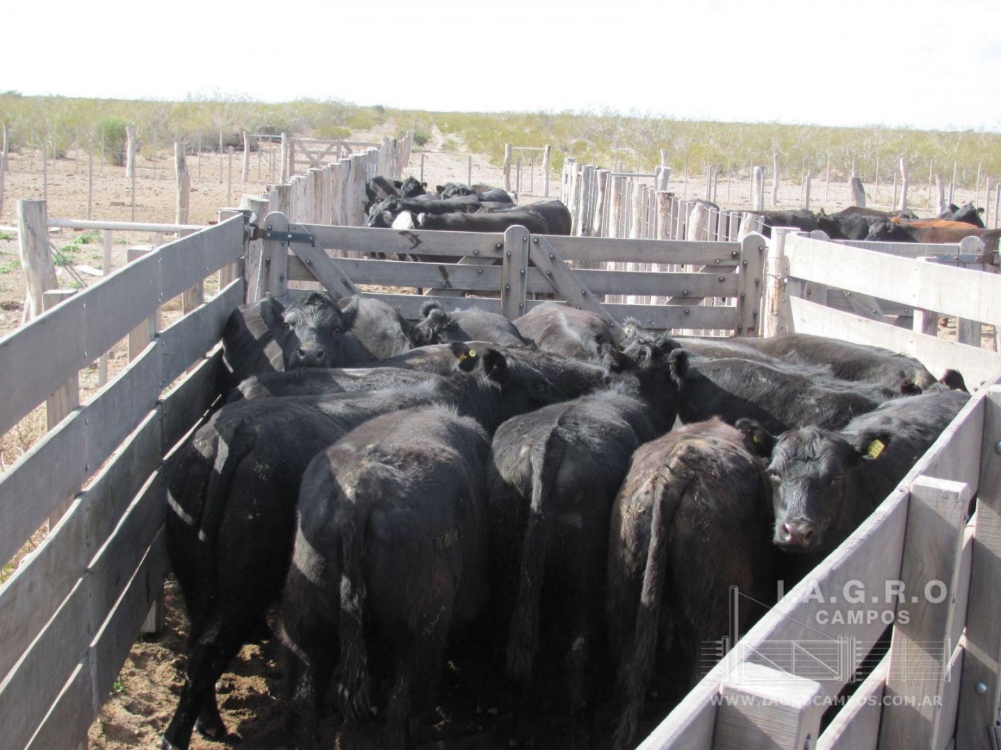 Campo  en Venta en Curaco,  Curaco - La Pampa - Bahía Blanca Propiedades | SITIO OFICIAL l