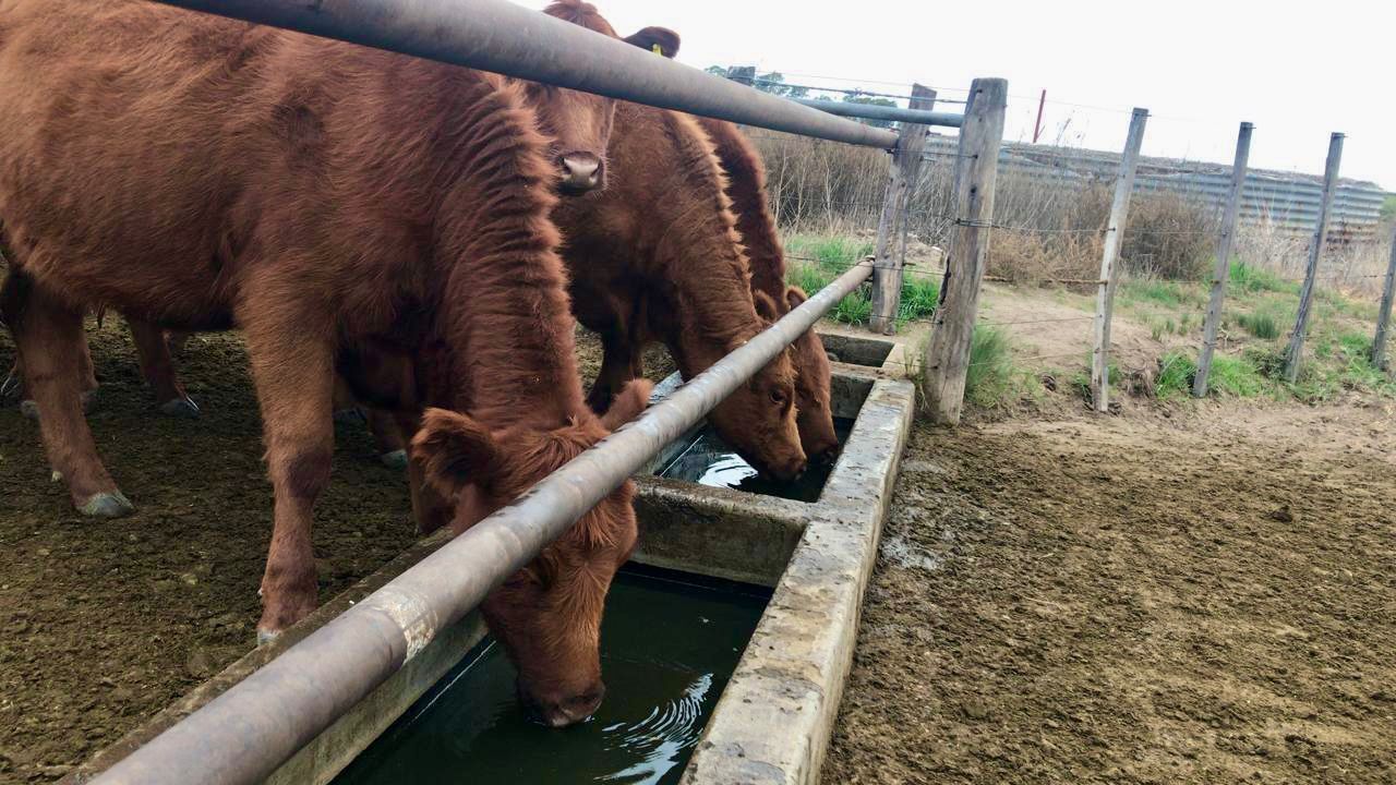 Campo  en Venta   Algarrobo - Bahía Blanca Propiedades | SITIO OFICIAL l