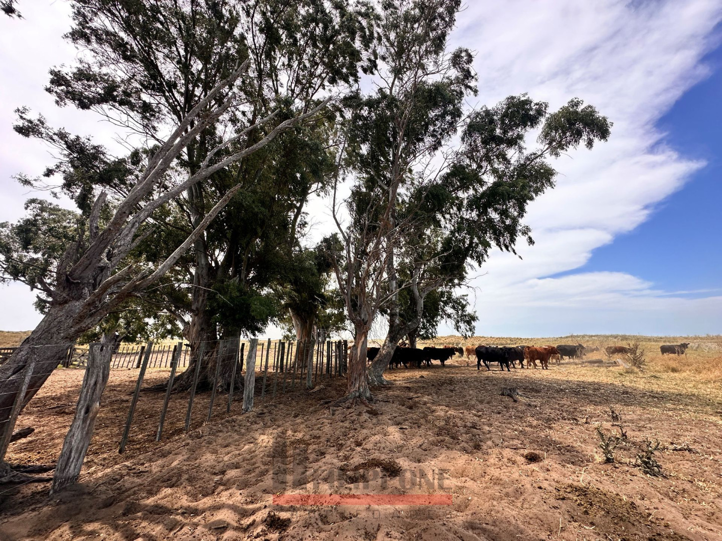 Campo  en Venta   Coronel Dorrego - Bahía Blanca Propiedades | SITIO OFICIAL l