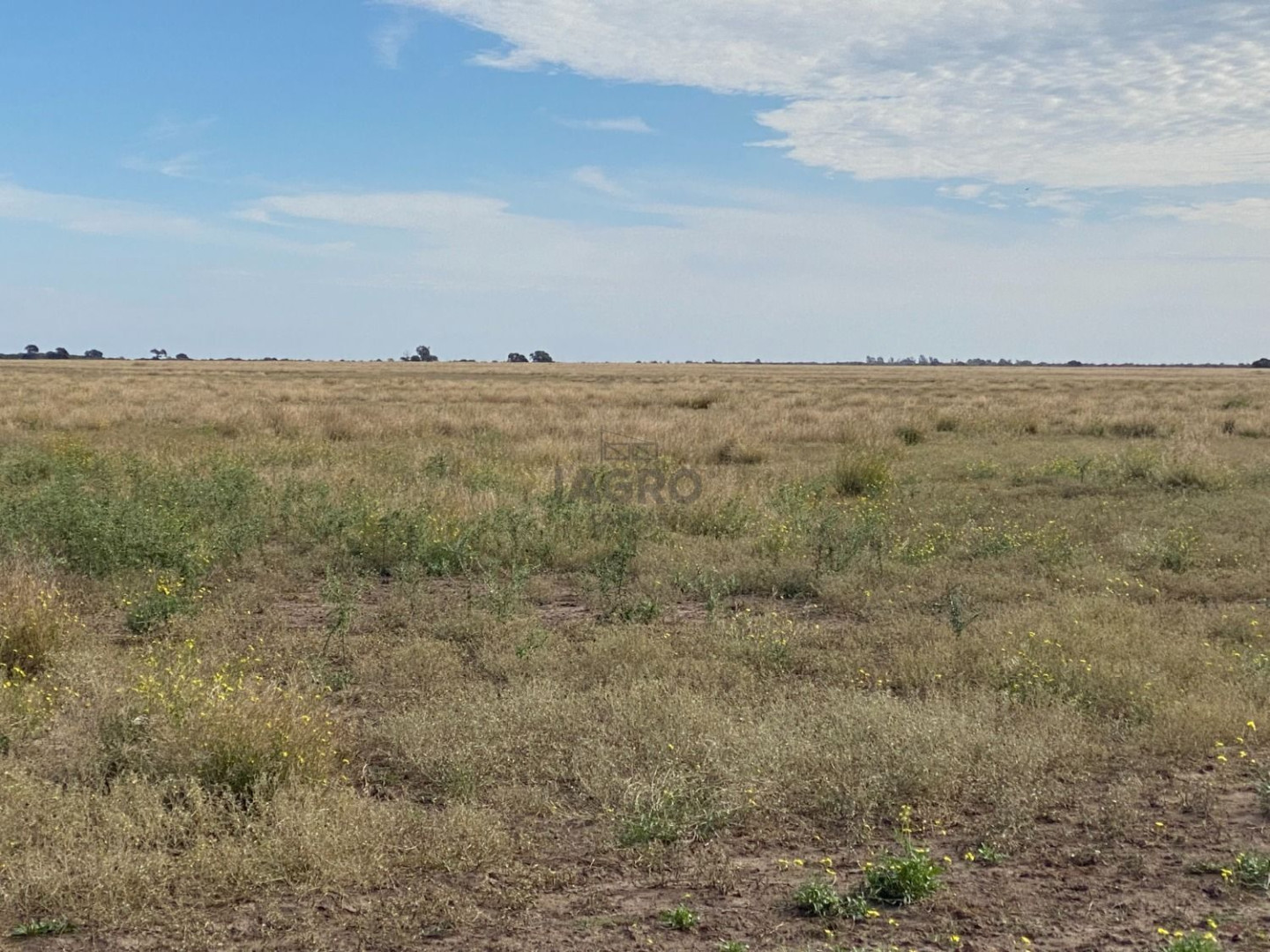 Campo  en Venta en Puan,  Puan - Bahía Blanca Propiedades | SITIO OFICIAL l