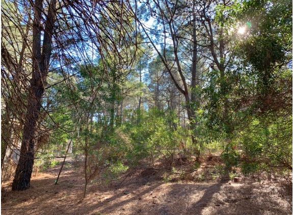 Terreno en Venta en Bosque Alegre, Pinar del Golf, Monte Hermoso - Bahía Blanca Propiedades | SITIO OFICIAL l