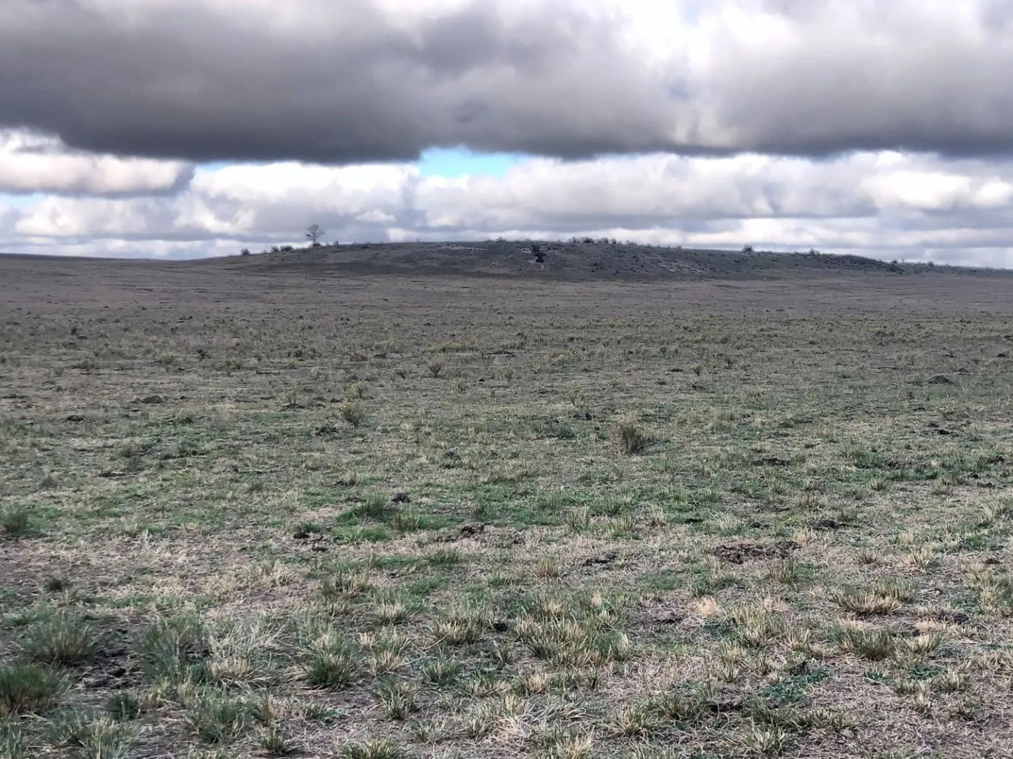 Campo  en Venta en Coronel Dorrego,  Coronel Dorrego - Bahía Blanca Propiedades | SITIO OFICIAL l