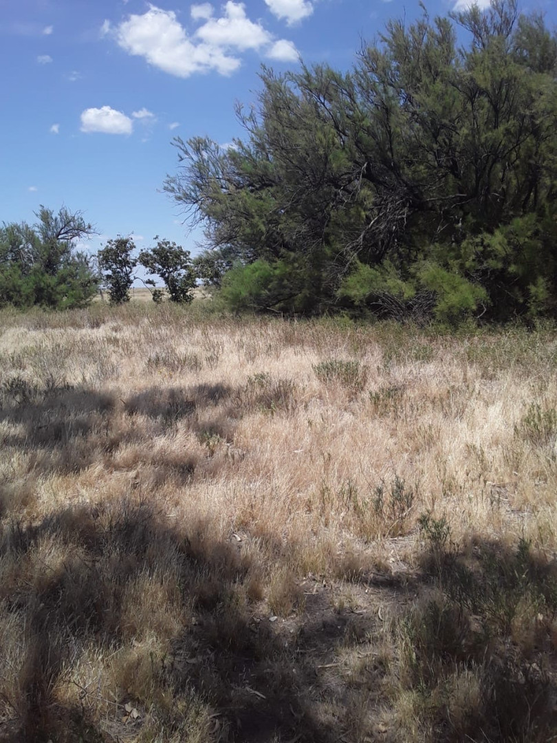 Campo  en Venta   Medanos - Bahía Blanca Propiedades | SITIO OFICIAL l