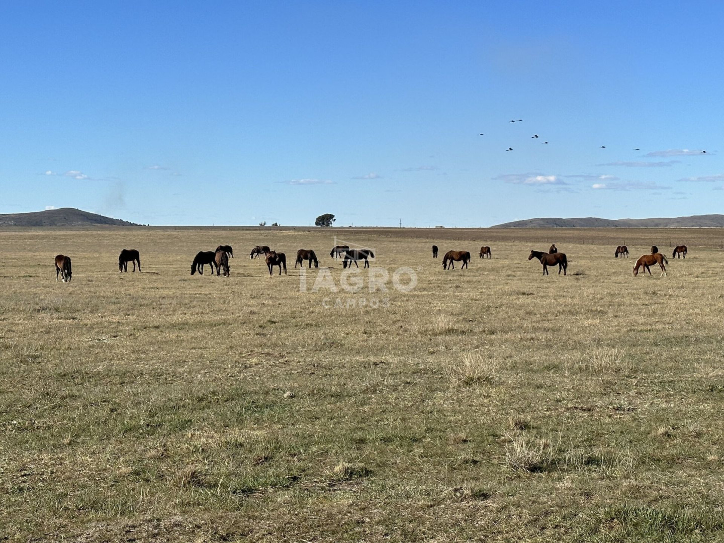 Campo  en Venta en Estomba,  Tornquist - Bahía Blanca Propiedades | SITIO OFICIAL l