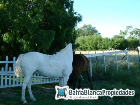 Campo  en Venta en SAAVEDRA - EXCELENTE!,  Saavedra - Bahía Blanca Propiedades | SITIO OFICIAL l