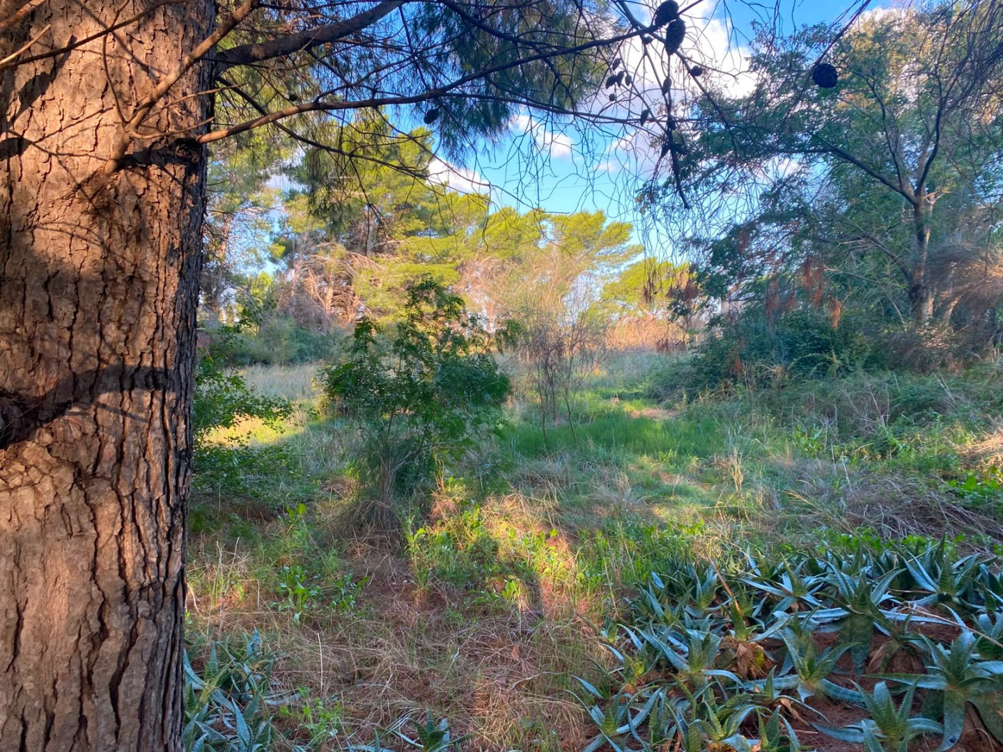 Terreno en Venta en Paula Albarracin 390, Los Chañares, Bahía Blanca - Bahía Blanca Propiedades | SITIO OFICIAL l