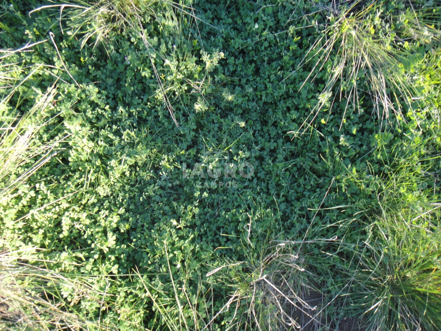Campo  en Venta en Caleu Caleu,  Caleu Caleu - Bahía Blanca Propiedades | SITIO OFICIAL l