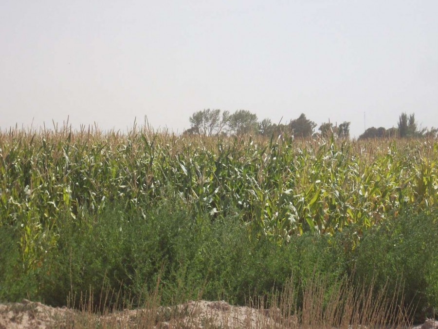 Campo  en Venta en Carmen De Patagones,  Carmen de Patagones - Bahía Blanca Propiedades | SITIO OFICIAL l