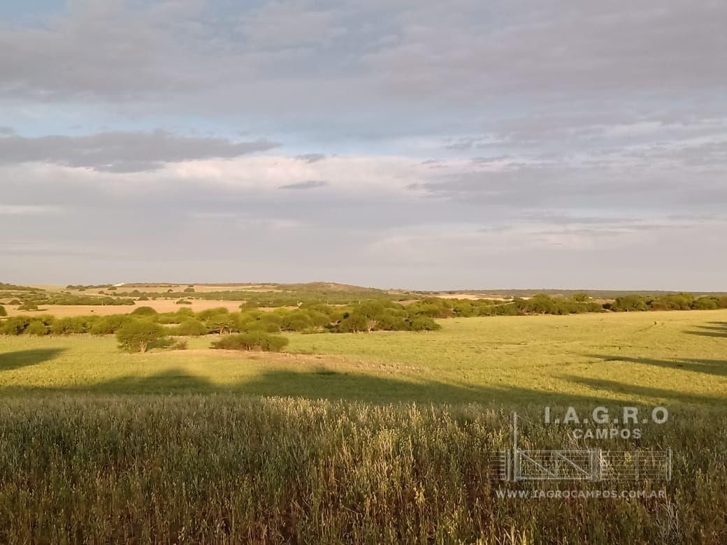 Campo  en Venta en Villarino,  Villarino - Bahía Blanca Propiedades | SITIO OFICIAL l