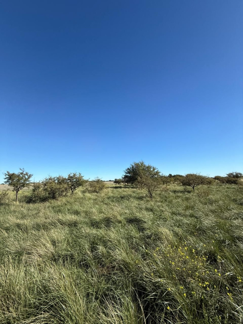Campo  en Venta en Ruta 22, Algarrobo, Villarino ,  Algarrobo - Bahía Blanca Propiedades | SITIO OFICIAL l