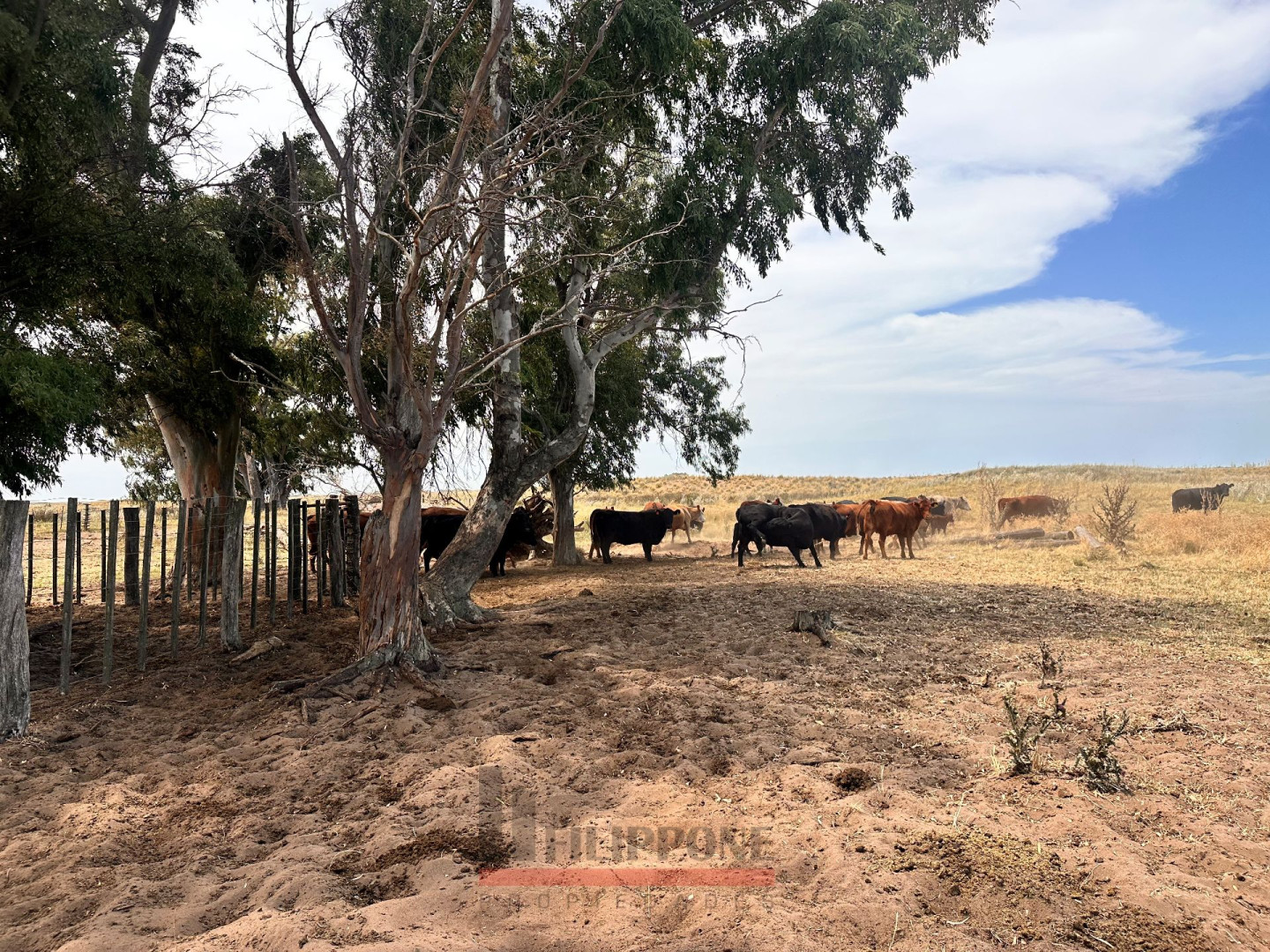 Campo  en Venta   Coronel Dorrego - Bahía Blanca Propiedades | SITIO OFICIAL l