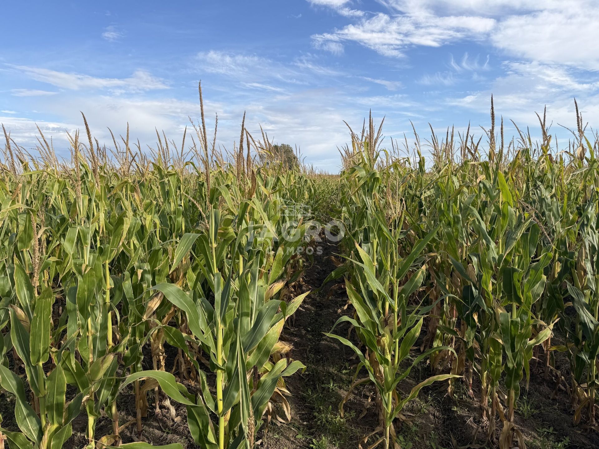 Campo  en Venta en Mayor Buratovich,  Mayor Buratovich - Bahía Blanca Propiedades | SITIO OFICIAL l