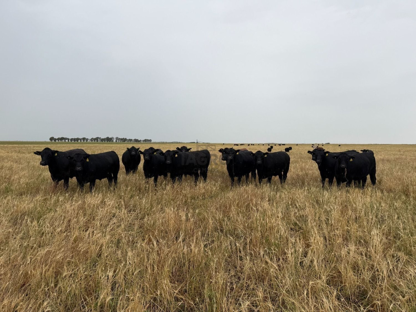 Campo  en Venta en Ruta 35,  Villarino - Bahía Blanca Propiedades | SITIO OFICIAL l