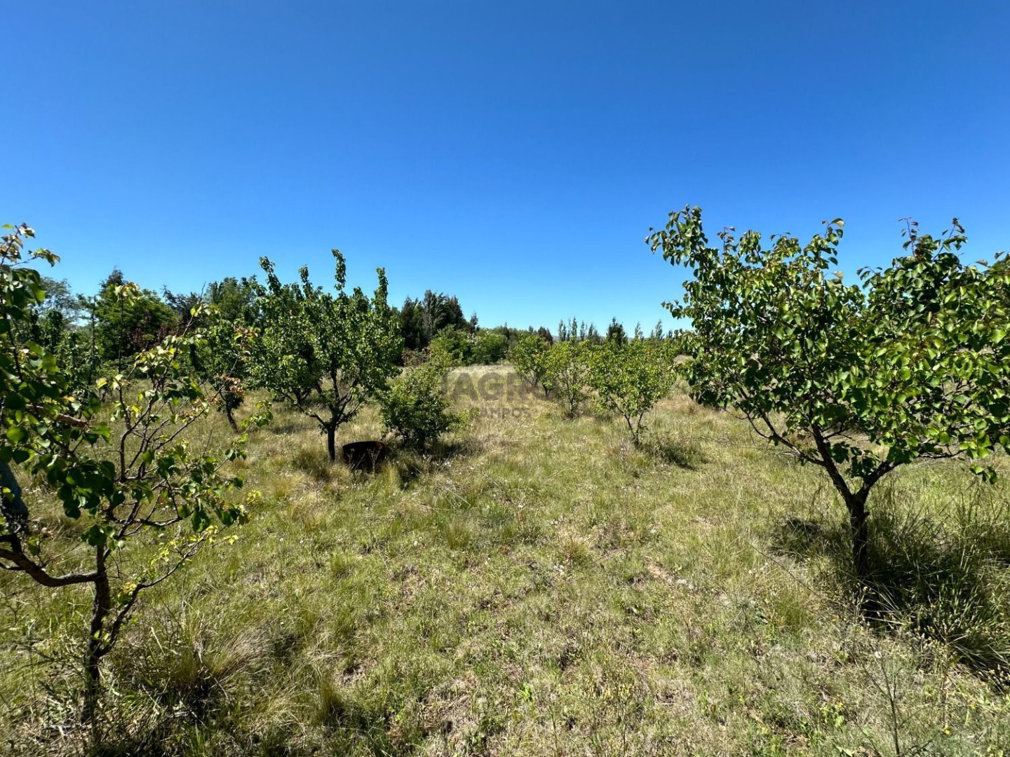 Campo  en Venta en Ruta 72,  Coronel Pringles - Bahía Blanca Propiedades | SITIO OFICIAL l