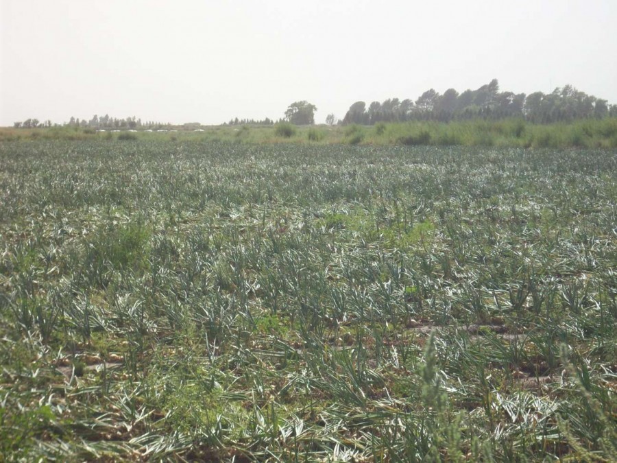 Campo  en Venta en Carmen De Patagones,  Carmen de Patagones - Bahía Blanca Propiedades | SITIO OFICIAL l